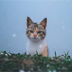 image_1712329626430.jpg Анемостат AN d 150 (пластик) (Білий)